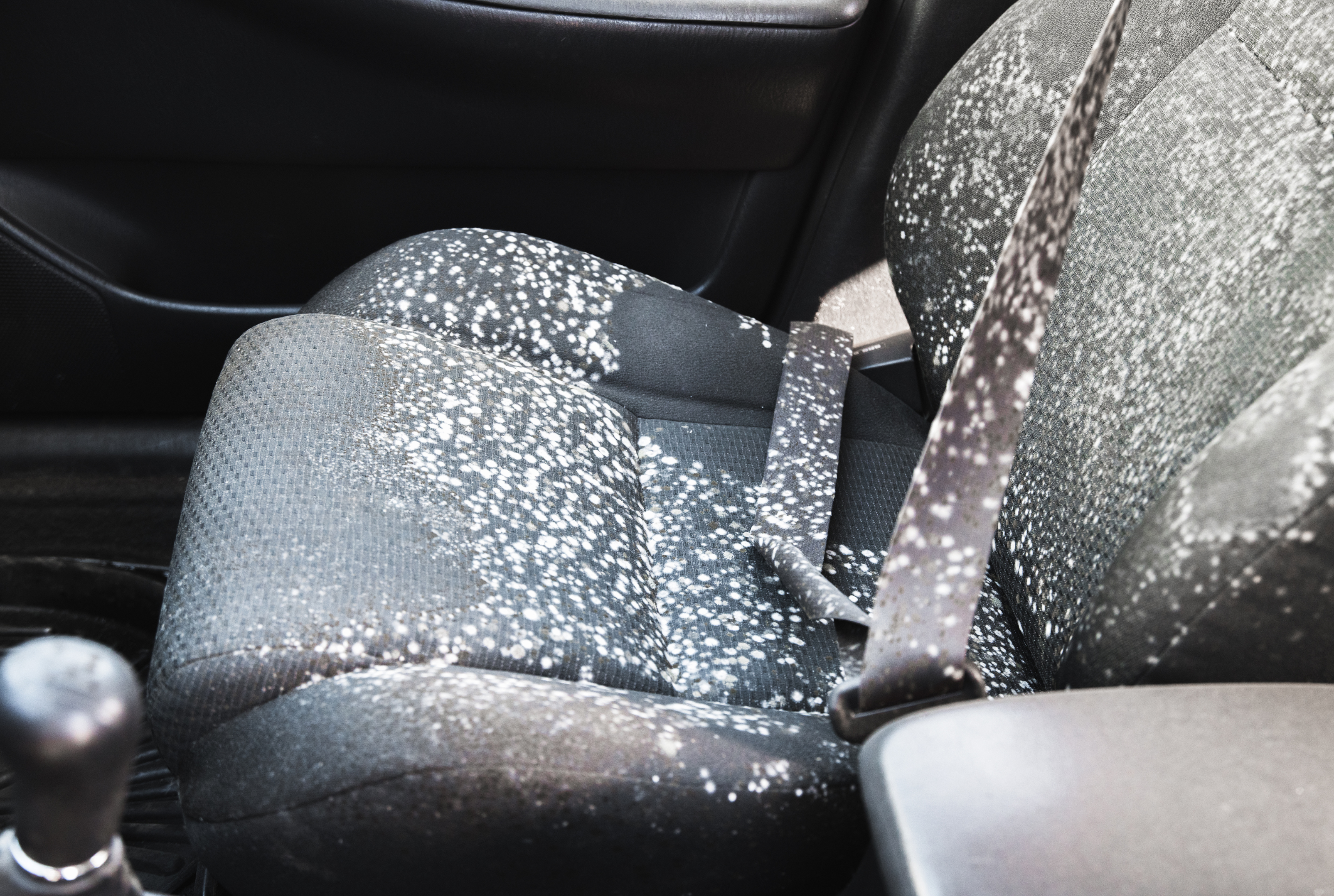 Car mold removal services
