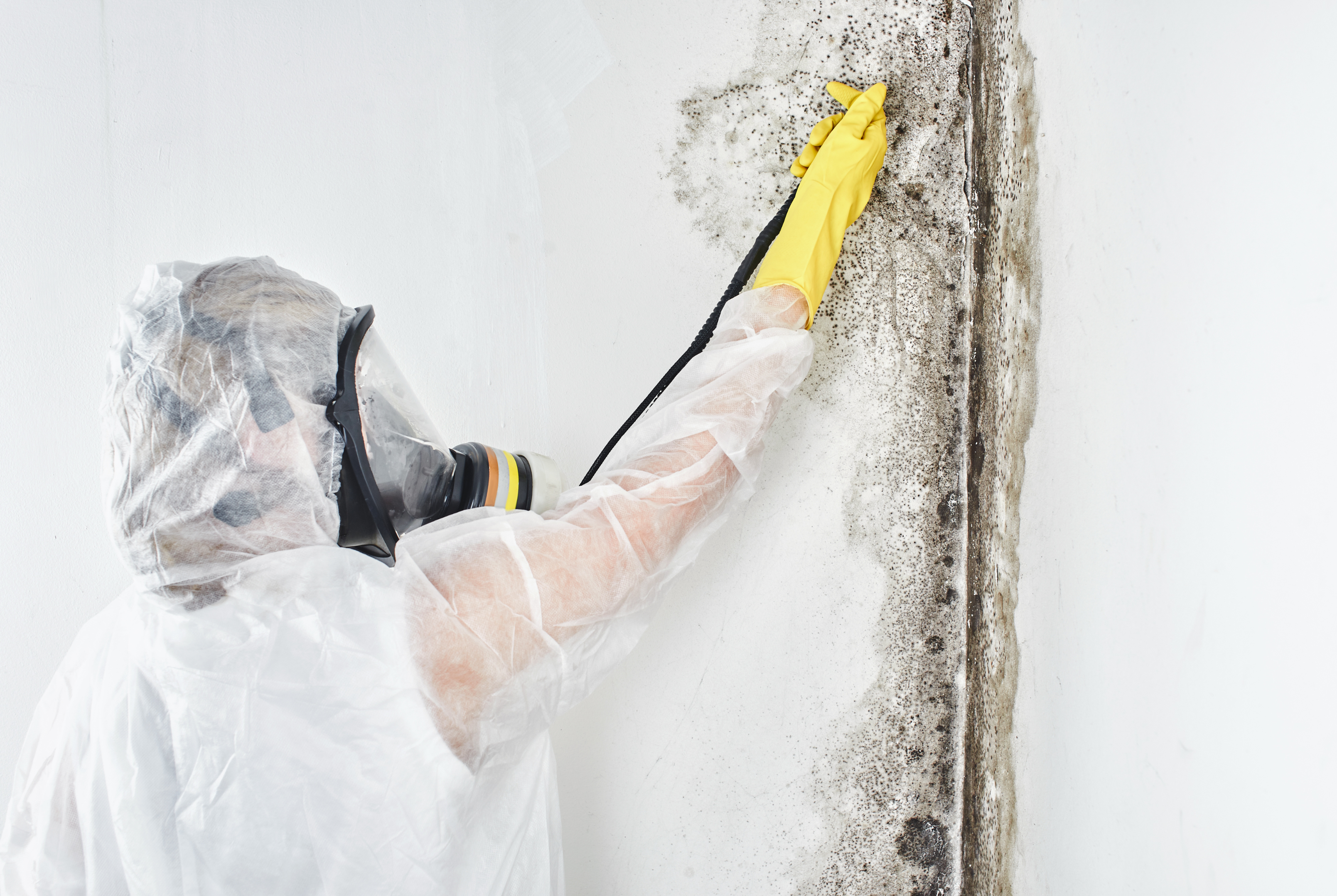 Mold remediation services